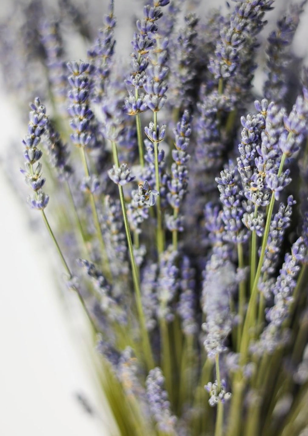 Shea butter lavendel